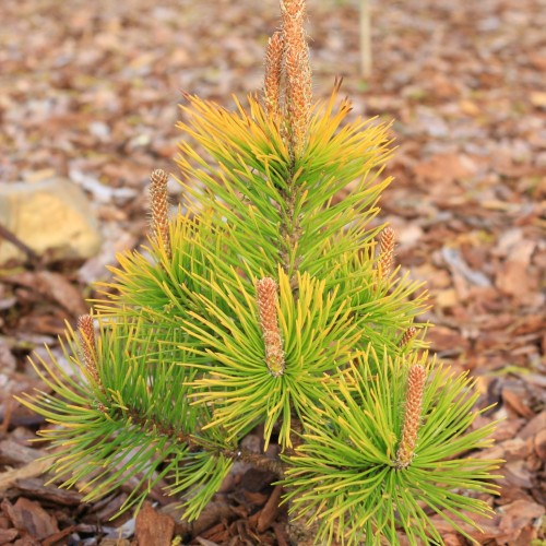 Pinus mugo 'Filip's Lost Goldmine' - Mägimänd 'Filip's Lost Goldmine' C2/2L